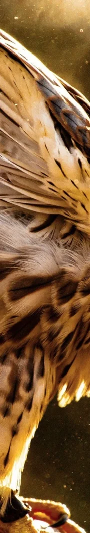 The safari that starts on the screen